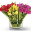 TULIPA COLOR