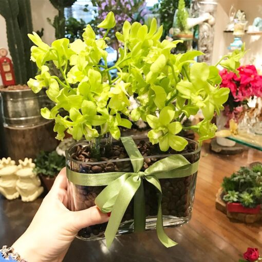 ORQUIDEA & CAFE