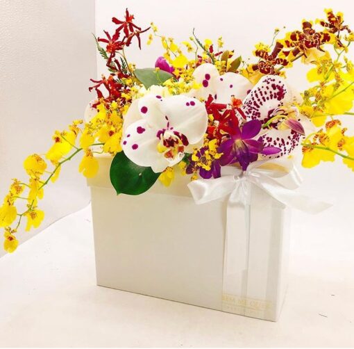 BOX PRIMAVERA