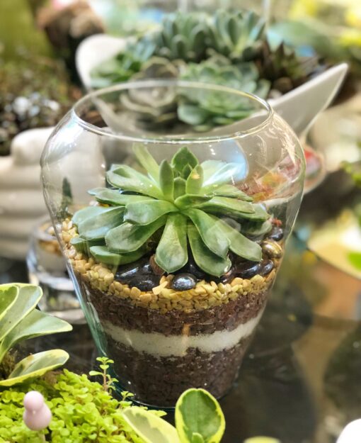 TERRÁRIO DE SUCULENTA