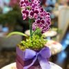 MINI ORQUIDEA LILAC