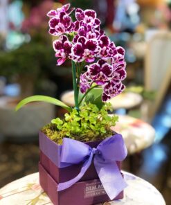 MINI ORQUIDEA LILAC