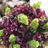 BOUQUET ROXO E VERDE