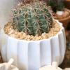 CACTOS LOVERS