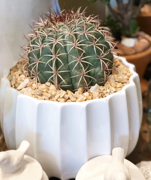 CACTOS LOVERS