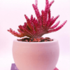 CACTOS CORAL