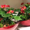 ANTURIO RED