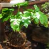 KOKEDAMA BANDEJA FOLHA