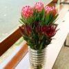 PROTEA LUXURY FLOWERS