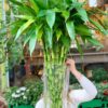 DRACAENA