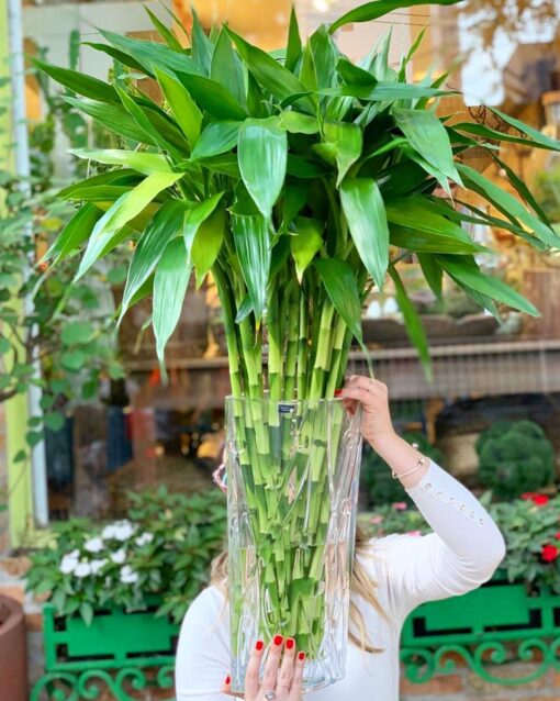 DRACAENA