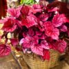 BEGÔNIA RED