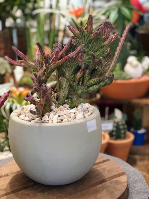 CACTOS CORAL