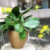 PLANTIE GOLD
