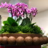 BALL ORCHIDS