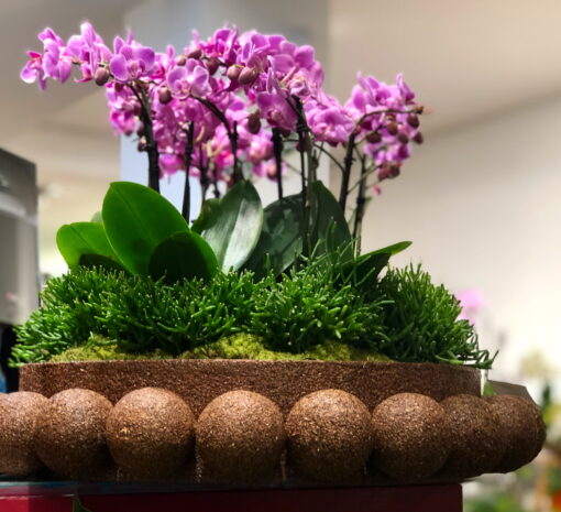 BALL ORCHIDS