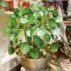 PILEA LUXURY