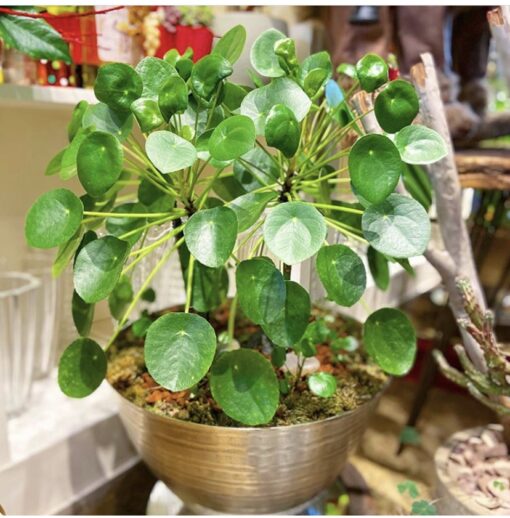 PILEA LUXURY