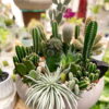 CACTOS LUXURY