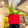 BOWL BOTA RED COM ORQUIDEAS