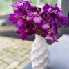 VANDA PURPLE & WHITE