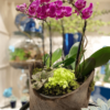 ORCHID WOOD