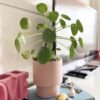 PILEA ROSA