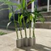 BAMBOO CONCRETO