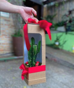 CACTOS GIFT