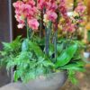 CHAMPAGNE E ORQUIDEAS