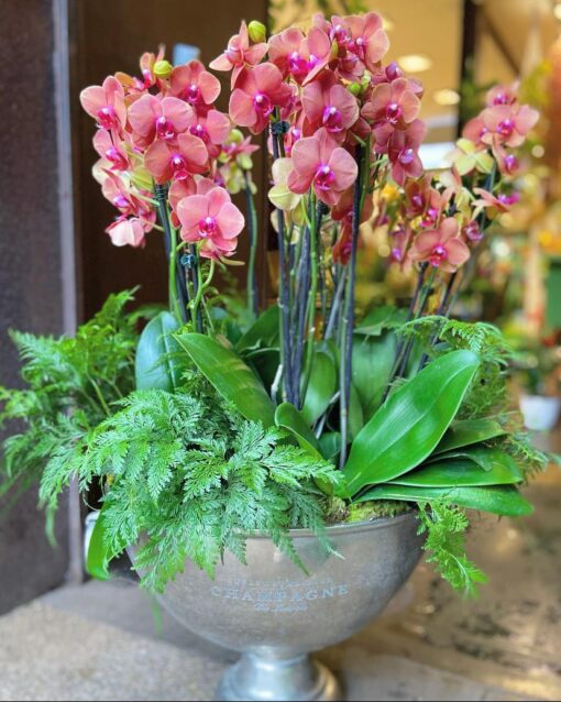 CHAMPAGNE E ORQUIDEAS