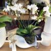 SHELL ORCHID