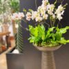 MAGIC ORCHIDS