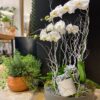 PLANTINUM ORCHIDS
