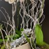 PLATINUM ORCHIDS 2
