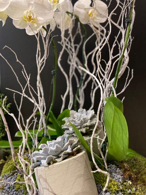PLATINUM ORCHIDS 2