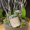PLATINUM ORCHIDS 3