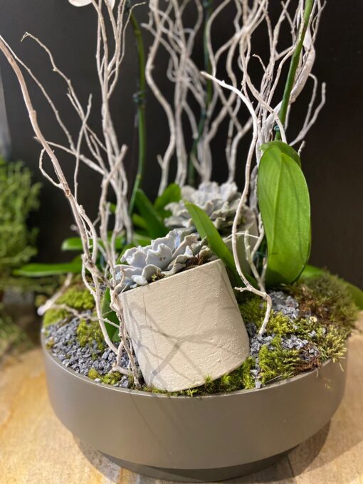 PLATINUM ORCHIDS 3