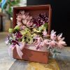 BOX ORCHIDS