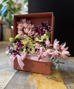 BOX ORCHIDS