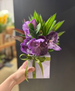 BOX VANDA ROXA