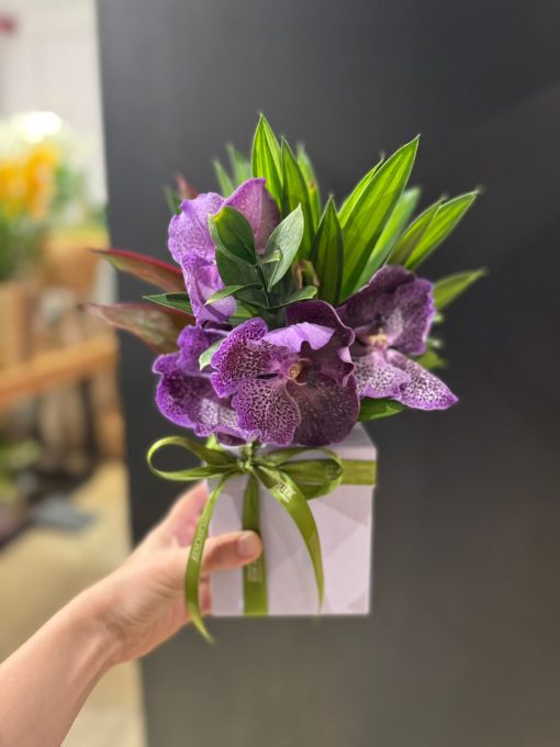 BOX VANDA ROXA