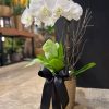 NOIR ORCHID