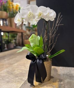 NOIR ORCHID
