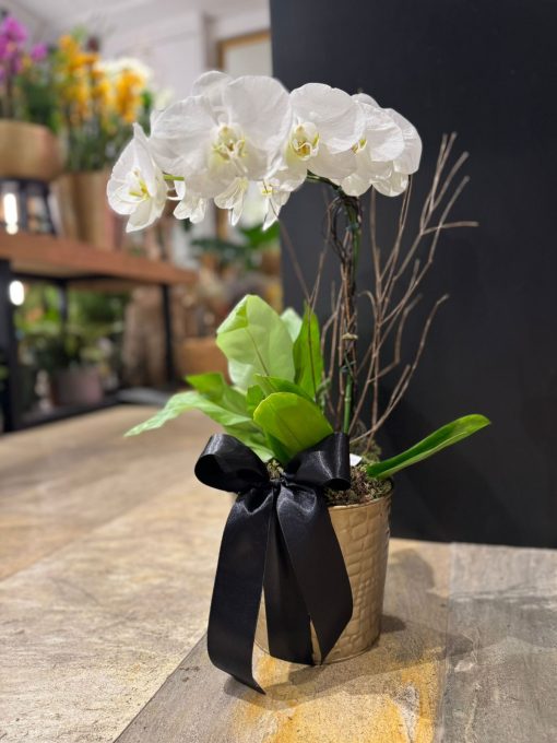 NOIR ORCHID