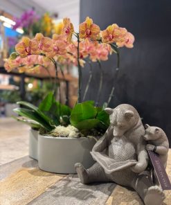 URSO & ORQUIDEAS