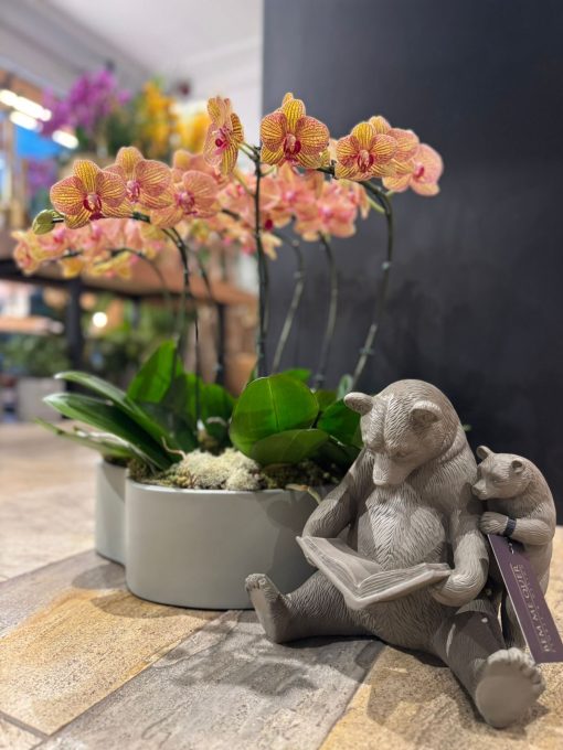 URSO & ORQUIDEAS