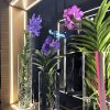 VANDA COLOUR
