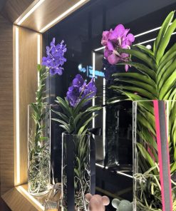 VANDA COLOUR