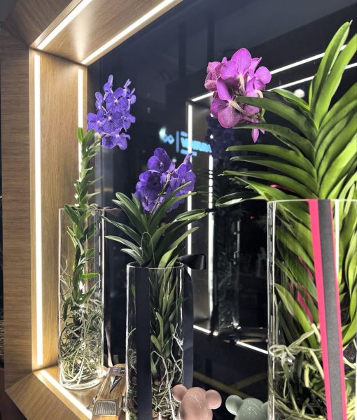 VANDA COLOUR
